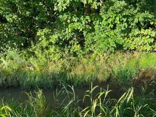 Property photo 21 - REAL ESTATE AUCTION - 40+/-ACRES OFFERED IN 3 TRACTS IN WILLIAMS COUNTY, OHIO