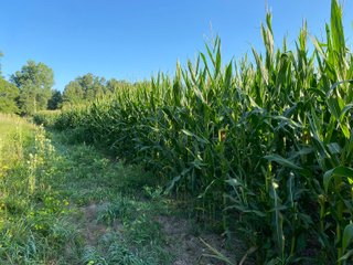 Property photo 30 - REAL ESTATE AUCTION - 40+/-ACRES OFFERED IN 3 TRACTS IN WILLIAMS COUNTY, OHIO