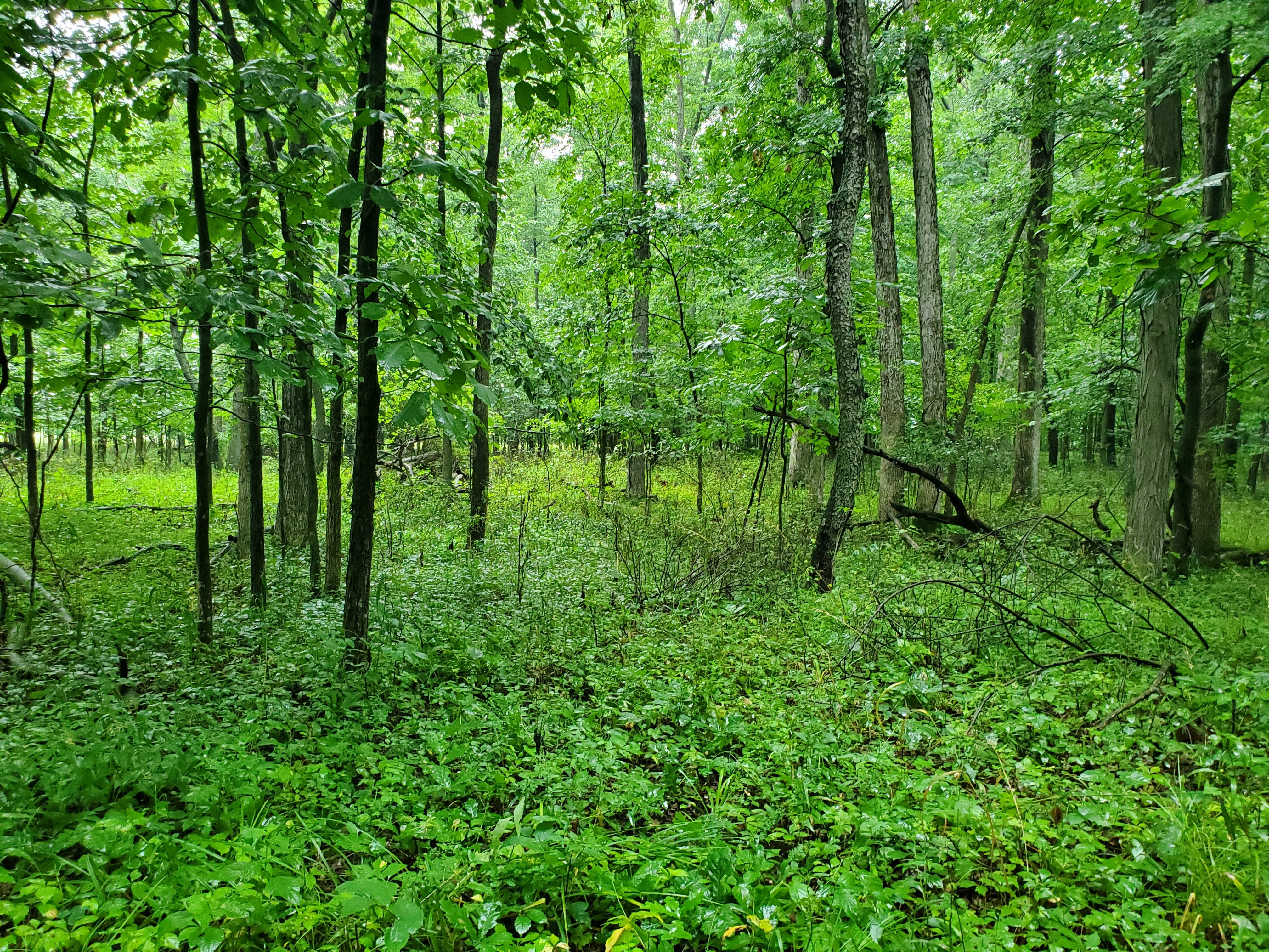 Property photo 22 - QUALITY LAND AUCTION - 219.75+/-ACRES OFFERED IN 7 TRACTS IN NOBLE COUNTY, INDIANA