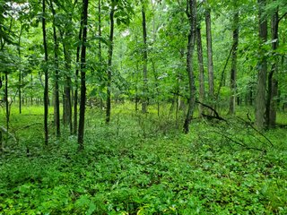Property photo 22 - QUALITY LAND AUCTION - 219.75+/-ACRES OFFERED IN 7 TRACTS IN NOBLE COUNTY, INDIANA