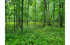 Property photo 22 - QUALITY LAND AUCTION - 219.75+/-ACRES OFFERED IN 7 TRACTS IN NOBLE COUNTY, INDIANA