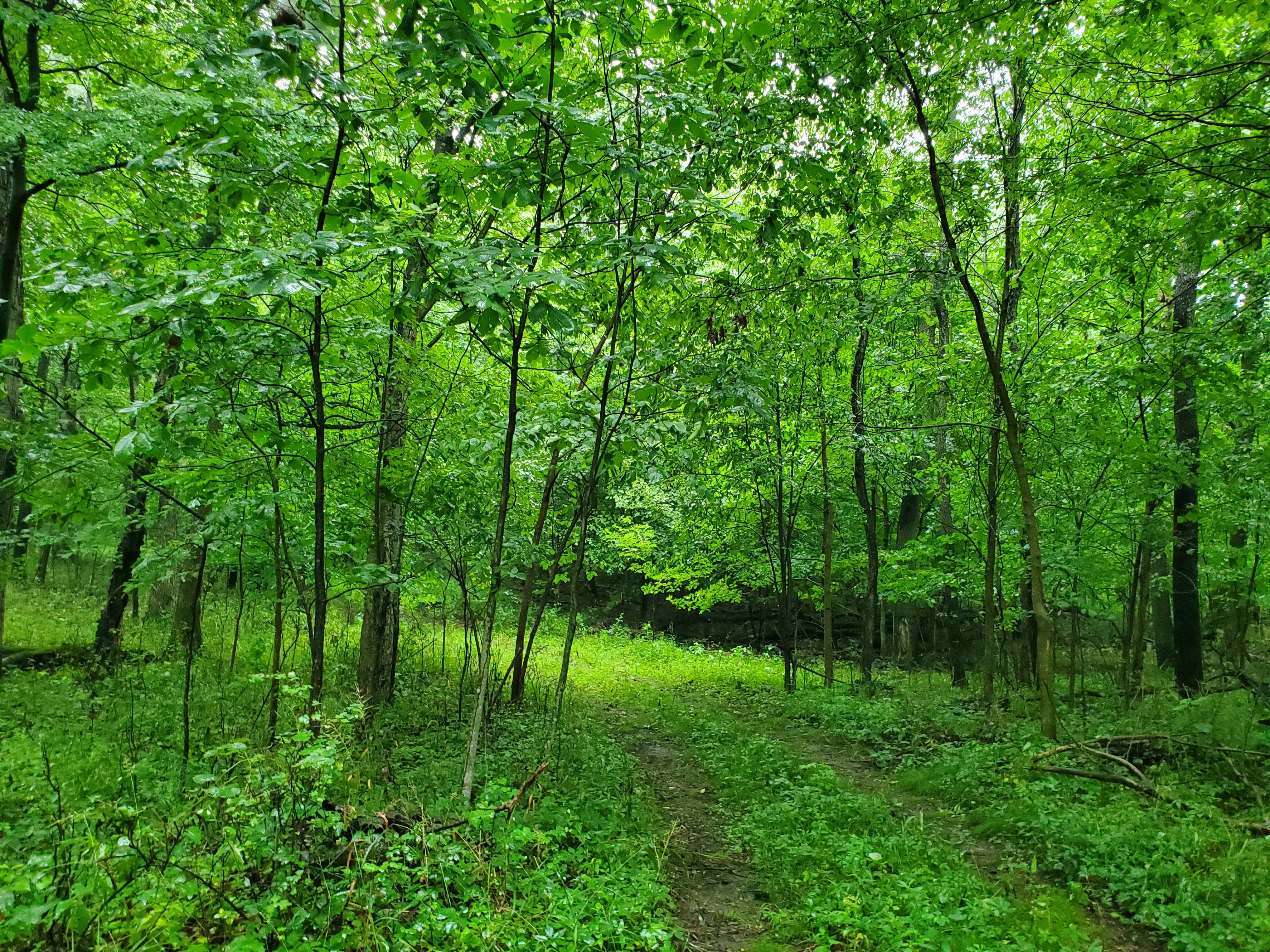 Property photo 23 - QUALITY LAND AUCTION - 219.75+/-ACRES OFFERED IN 7 TRACTS IN NOBLE COUNTY, INDIANA
