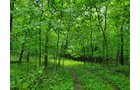 Property photo 23 - QUALITY LAND AUCTION - 219.75+/-ACRES OFFERED IN 7 TRACTS IN NOBLE COUNTY, INDIANA
