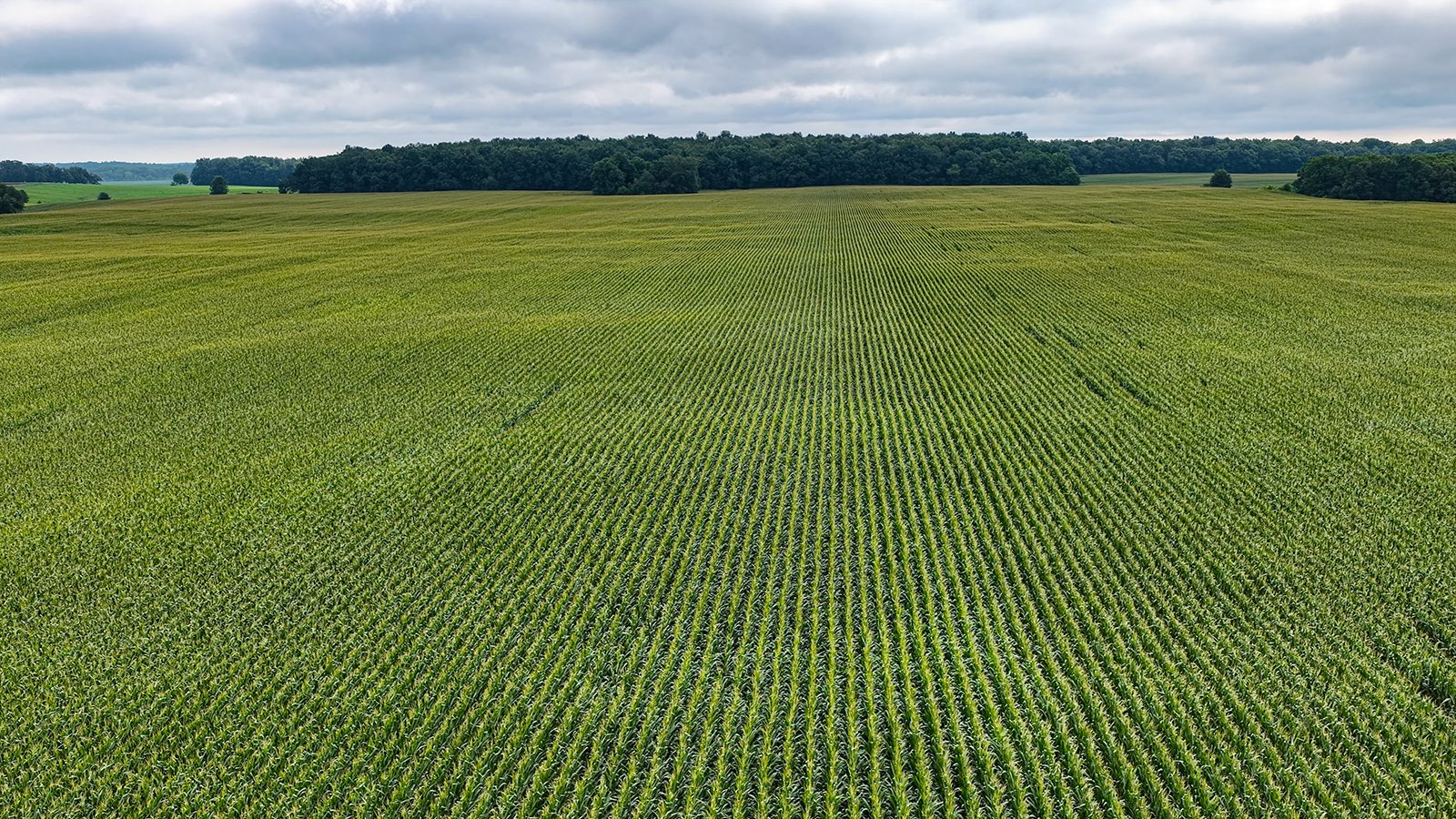 Property photo 19 - QUALITY LAND AUCTION - 219.75+/-ACRES OFFERED IN 7 TRACTS IN NOBLE COUNTY, INDIANA