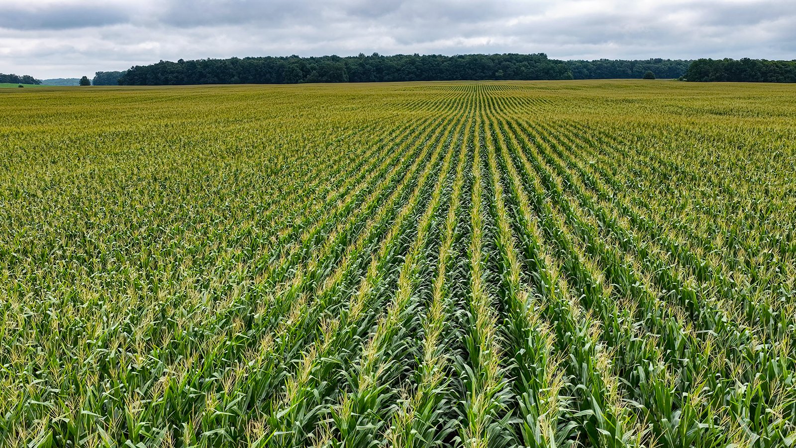 Property photo 18 - QUALITY LAND AUCTION - 219.75+/-ACRES OFFERED IN 7 TRACTS IN NOBLE COUNTY, INDIANA