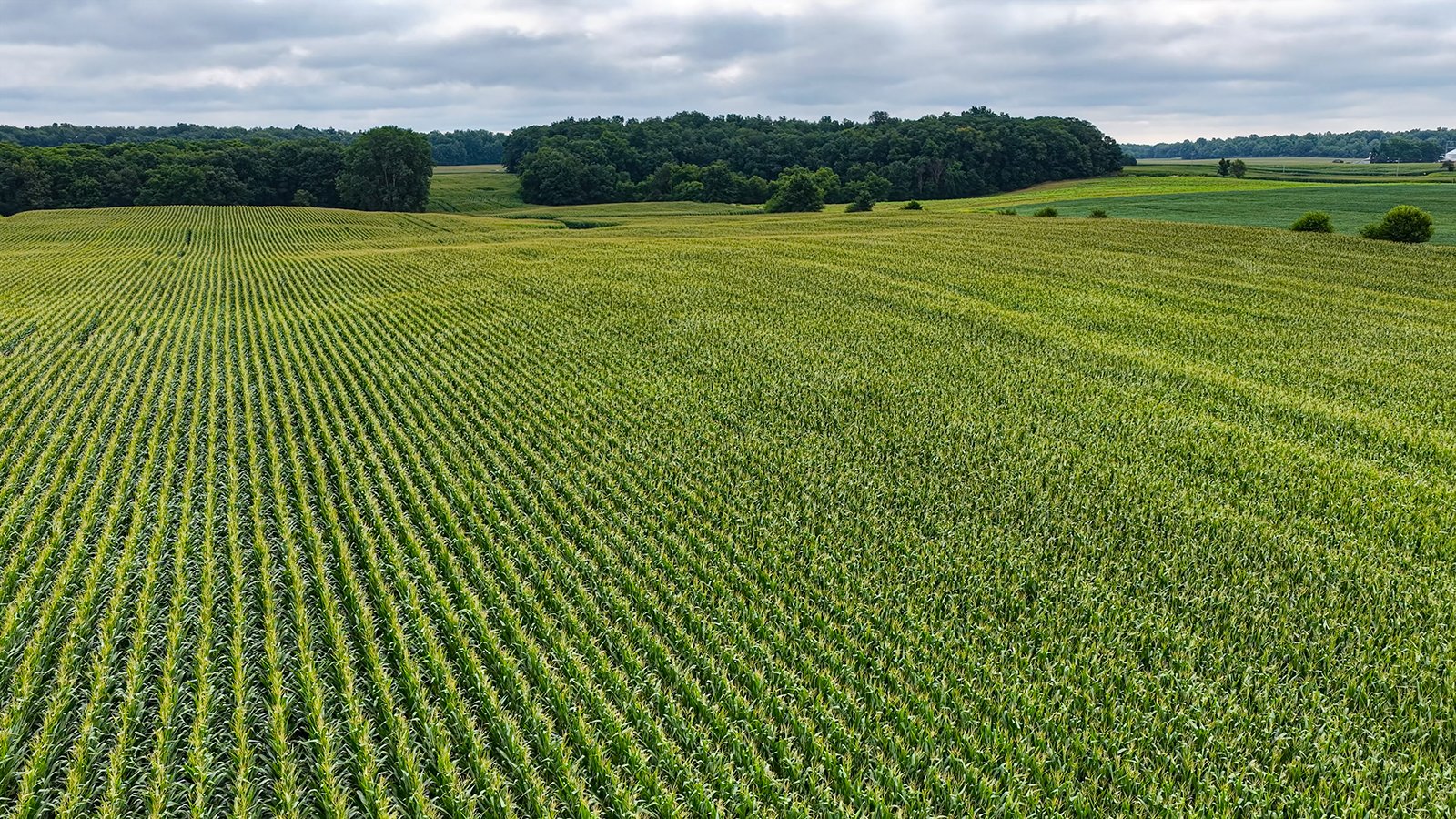 Property photo 16 - QUALITY LAND AUCTION - 219.75+/-ACRES OFFERED IN 7 TRACTS IN NOBLE COUNTY, INDIANA