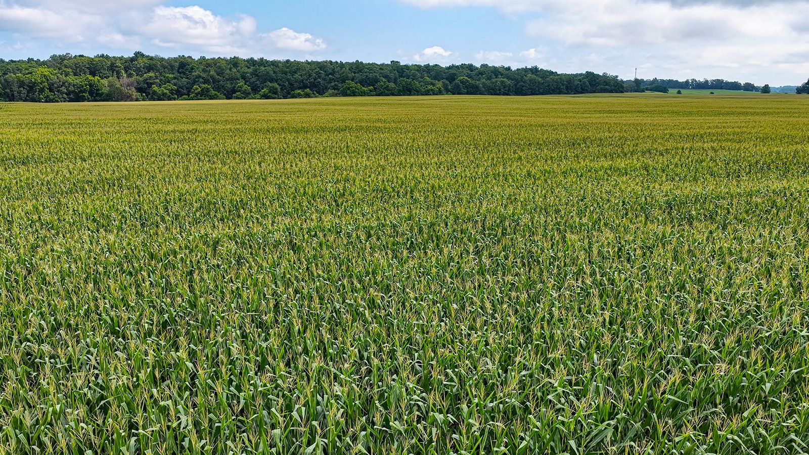 Property photo 13 - QUALITY LAND AUCTION - 219.75+/-ACRES OFFERED IN 7 TRACTS IN NOBLE COUNTY, INDIANA