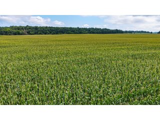 Property photo 12 - QUALITY LAND AUCTION - 219.75+/-ACRES OFFERED IN 7 TRACTS IN NOBLE COUNTY, INDIANA