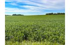 Property photo 8 - FARMLAND AUCTION - 30+/-ACRES OFFERED IN 2 TRACTS IN WHITLEY COUNTY, INDIANA