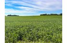 Property photo 7 - FARMLAND AUCTION - 30+/-ACRES OFFERED IN 2 TRACTS IN WHITLEY COUNTY, INDIANA