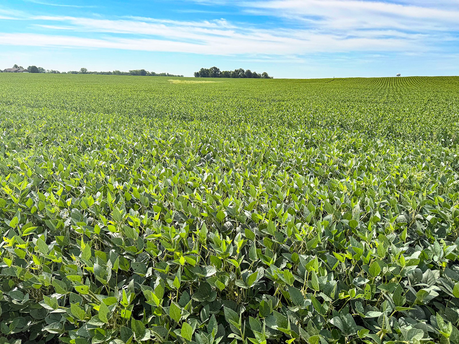 Property photo 6 - FARMLAND AUCTION - 30+/-ACRES OFFERED IN 2 TRACTS IN WHITLEY COUNTY, INDIANA