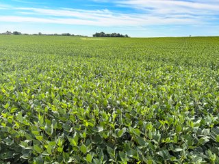 Property photo 6 - FARMLAND AUCTION - 30+/-ACRES OFFERED IN 2 TRACTS IN WHITLEY COUNTY, INDIANA