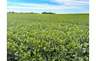 Property photo 6 - FARMLAND AUCTION - 30+/-ACRES OFFERED IN 2 TRACTS IN WHITLEY COUNTY, INDIANA
