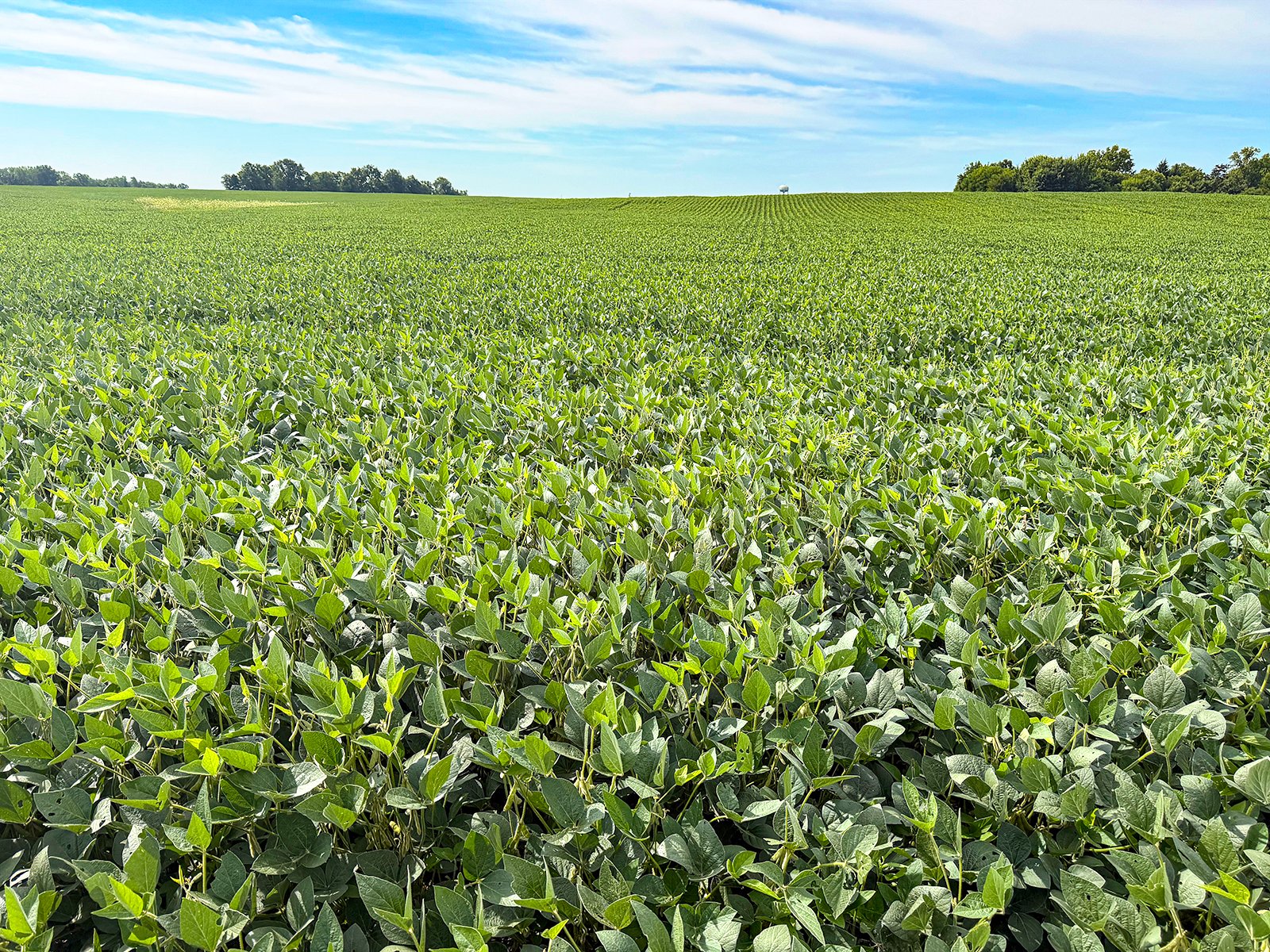 Property photo 5 - FARMLAND AUCTION - 30+/-ACRES OFFERED IN 2 TRACTS IN WHITLEY COUNTY, INDIANA