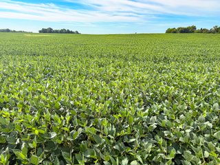 Property photo 5 - FARMLAND AUCTION - 30+/-ACRES OFFERED IN 2 TRACTS IN WHITLEY COUNTY, INDIANA