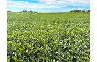 Property photo 5 - FARMLAND AUCTION - 30+/-ACRES OFFERED IN 2 TRACTS IN WHITLEY COUNTY, INDIANA