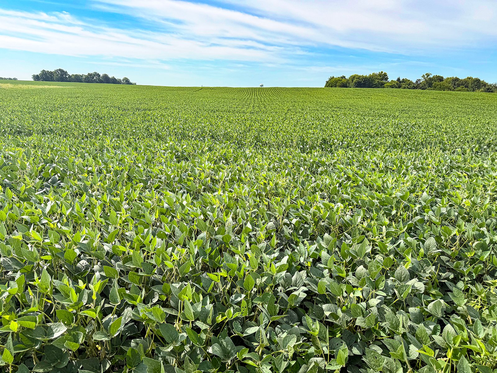 Property photo 4 - FARMLAND AUCTION - 30+/-ACRES OFFERED IN 2 TRACTS IN WHITLEY COUNTY, INDIANA