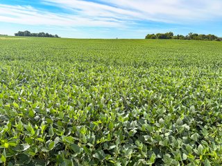 Property photo 4 - FARMLAND AUCTION - 30+/-ACRES OFFERED IN 2 TRACTS IN WHITLEY COUNTY, INDIANA