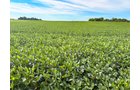Property photo 4 - FARMLAND AUCTION - 30+/-ACRES OFFERED IN 2 TRACTS IN WHITLEY COUNTY, INDIANA