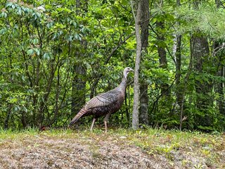 Property photo 32 - HOME AND LAND AUCTION - 112.3+/-ACRES OFFERED IN 1 TRACT IN MERCER COUNTY, KENTUCKY
