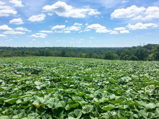 Property photo 23 - HOME AND LAND AUCTION - 112.3+/-ACRES OFFERED IN 1 TRACT IN MERCER COUNTY, KENTUCKY