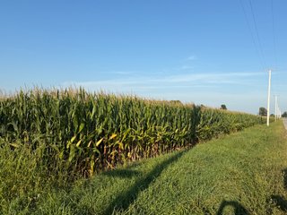 Property photo 33 - FARMLAND AUCTION - 95.9+/-ACRES OFFERED IN 5 TRACTS IN ALLEN COUNTY, INDIANA