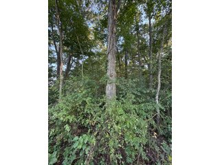 Property photo 17 - FARMLAND AUCTION - 95.9+/-ACRES OFFERED IN 5 TRACTS IN ALLEN COUNTY, INDIANA