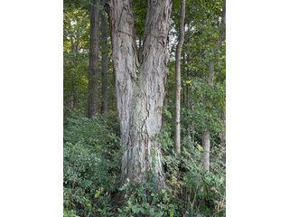 Property photo 18 - FARMLAND AUCTION - 95.9+/-ACRES OFFERED IN 5 TRACTS IN ALLEN COUNTY, INDIANA