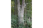Property photo 18 - FARMLAND AUCTION - 95.9+/-ACRES OFFERED IN 5 TRACTS IN ALLEN COUNTY, INDIANA