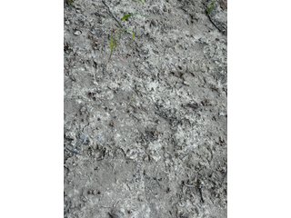 Property photo 37 - FARMLAND AUCTION - 95.9+/-ACRES OFFERED IN 5 TRACTS IN ALLEN COUNTY, INDIANA