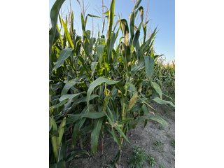 Property photo 27 - FARMLAND AUCTION - 95.9+/-ACRES OFFERED IN 5 TRACTS IN ALLEN COUNTY, INDIANA