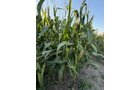 Property photo 27 - FARMLAND AUCTION - 95.9+/-ACRES OFFERED IN 5 TRACTS IN ALLEN COUNTY, INDIANA