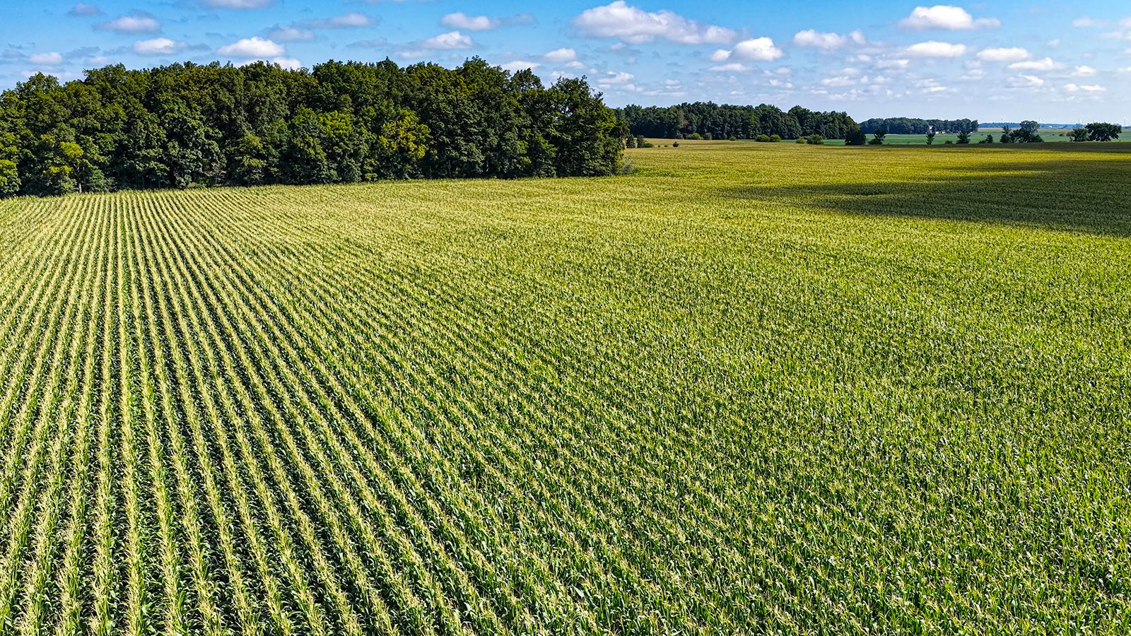 Property photo 8 - FARMLAND AUCTION - 95.9+/-ACRES OFFERED IN 5 TRACTS IN ALLEN COUNTY, INDIANA