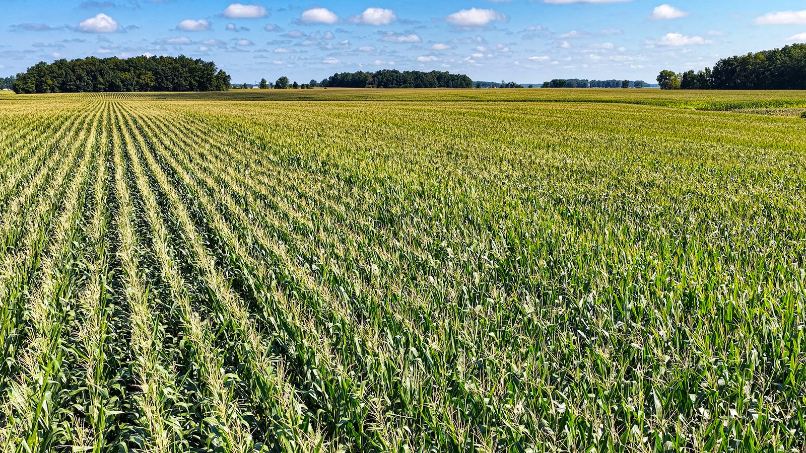 Property photo 12 - FARMLAND AUCTION - 95.9+/-ACRES OFFERED IN 5 TRACTS IN ALLEN COUNTY, INDIANA
