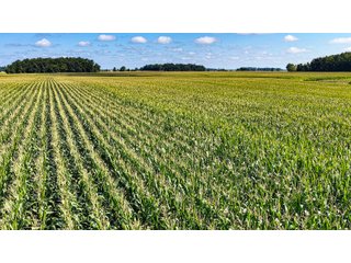 Property photo 12 - FARMLAND AUCTION - 95.9+/-ACRES OFFERED IN 5 TRACTS IN ALLEN COUNTY, INDIANA