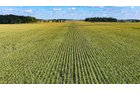 Property photo 16 - FARMLAND AUCTION - 95.9+/-ACRES OFFERED IN 5 TRACTS IN ALLEN COUNTY, INDIANA