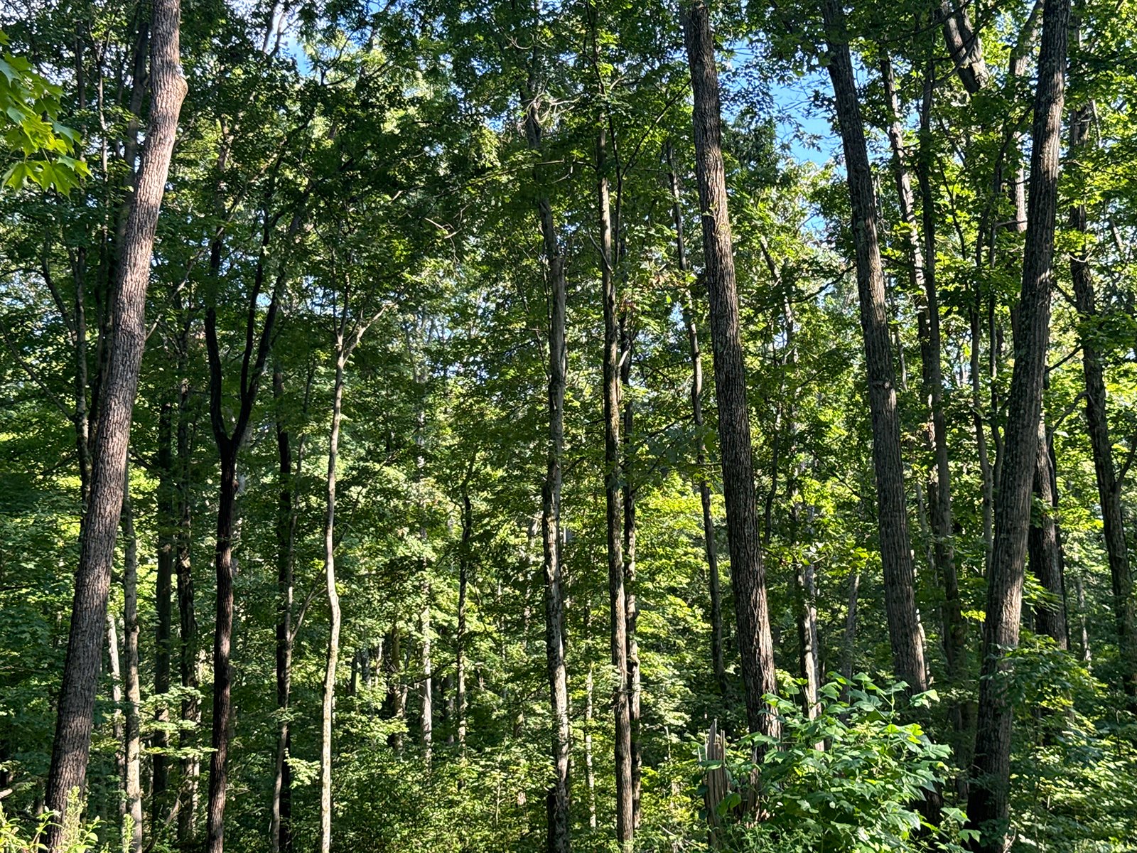Property photo 28 - LAND AUCTION - 224+/-ACRES OFFERED IN 8 TRACTS IN WAYNE COUNTY, INDIANA