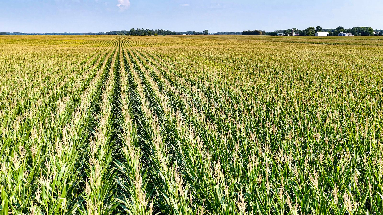 Property photo 4 - LAND AUCTION - 130+/-ACRES OF PRODUCTIVE FARMLAND OFFERED IN 2 TRACTS IN ST JOSEPH COUNTY, INDIANA
