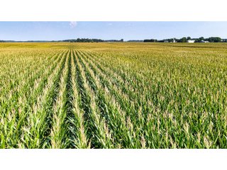 Property photo 4 - LAND AUCTION - 130+/-ACRES OF PRODUCTIVE FARMLAND OFFERED IN 2 TRACTS IN ST JOSEPH COUNTY, INDIANA