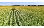 Property photo 4 - LAND AUCTION - 130+/-ACRES OF PRODUCTIVE FARMLAND OFFERED IN 2 TRACTS IN ST JOSEPH COUNTY, INDIANA