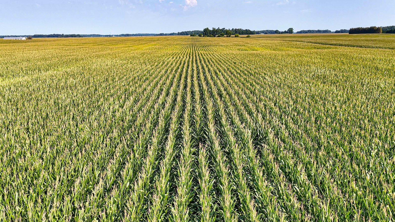 Property photo 5 - LAND AUCTION - 130+/-ACRES OF PRODUCTIVE FARMLAND OFFERED IN 2 TRACTS IN ST JOSEPH COUNTY, INDIANA