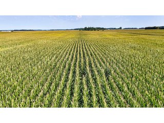 Property photo 5 - LAND AUCTION - 130+/-ACRES OF PRODUCTIVE FARMLAND OFFERED IN 2 TRACTS IN ST JOSEPH COUNTY, INDIANA
