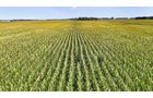 Property photo 5 - LAND AUCTION - 130+/-ACRES OF PRODUCTIVE FARMLAND OFFERED IN 2 TRACTS IN ST JOSEPH COUNTY, INDIANA