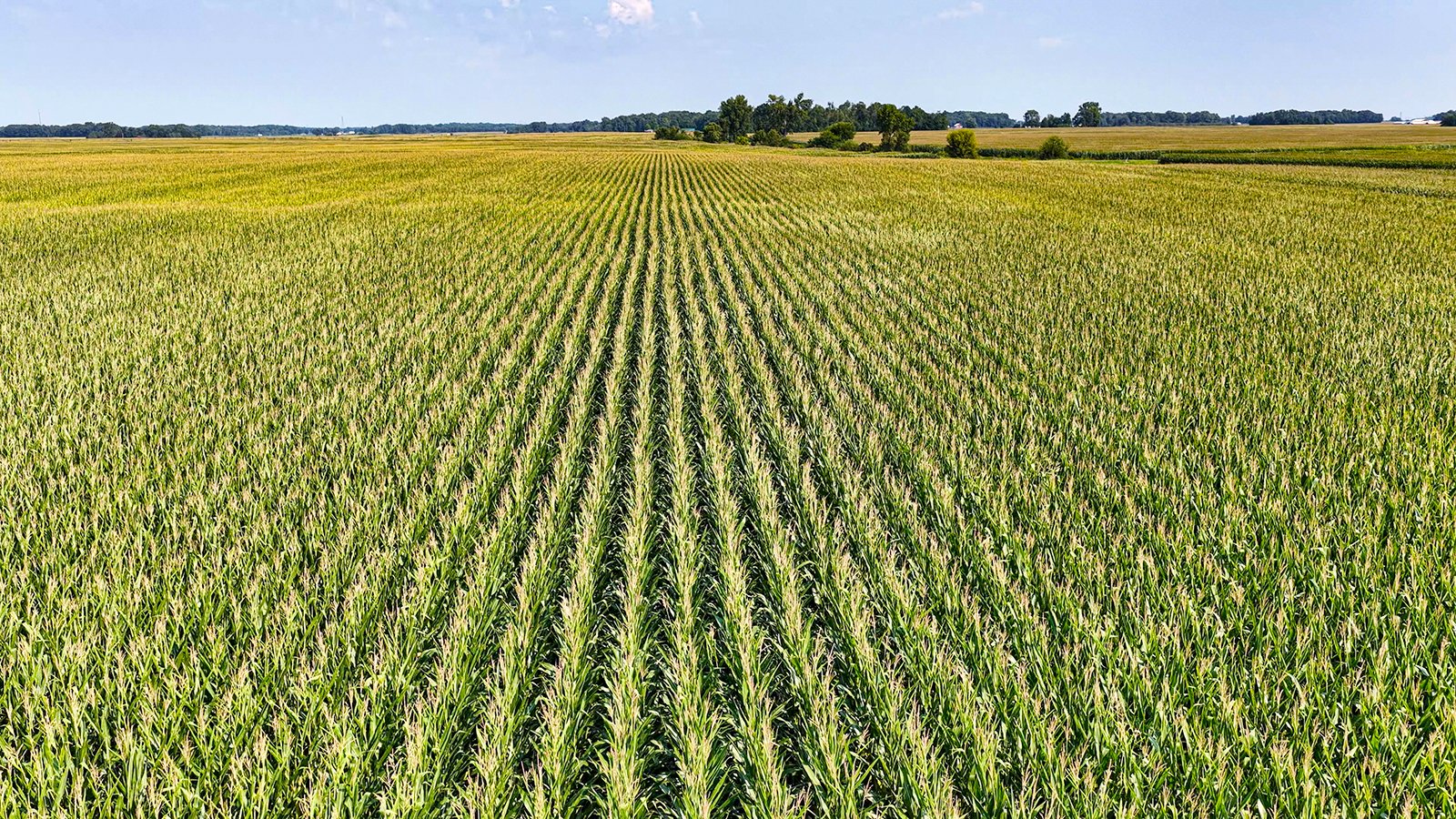 Property photo 6 - LAND AUCTION - 130+/-ACRES OF PRODUCTIVE FARMLAND OFFERED IN 2 TRACTS IN ST JOSEPH COUNTY, INDIANA
