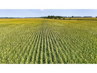 Property photo 6 - LAND AUCTION - 130+/-ACRES OF PRODUCTIVE FARMLAND OFFERED IN 2 TRACTS IN ST JOSEPH COUNTY, INDIANA