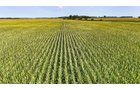 Property photo 6 - LAND AUCTION - 130+/-ACRES OF PRODUCTIVE FARMLAND OFFERED IN 2 TRACTS IN ST JOSEPH COUNTY, INDIANA