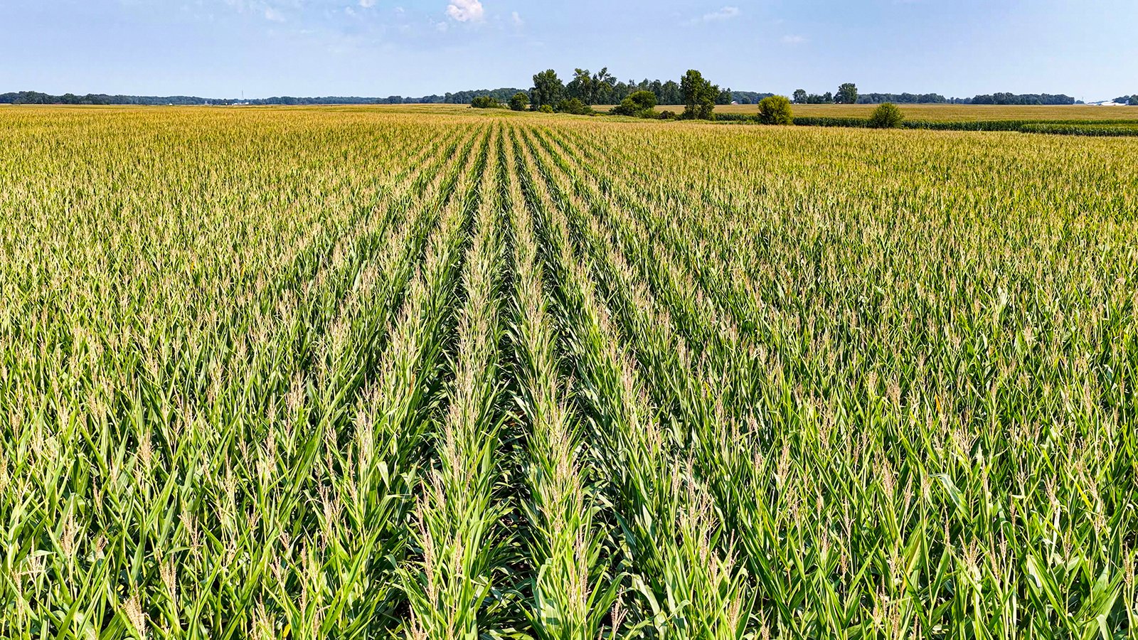 Property photo 7 - LAND AUCTION - 130+/-ACRES OF PRODUCTIVE FARMLAND OFFERED IN 2 TRACTS IN ST JOSEPH COUNTY, INDIANA