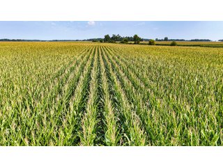 Property photo 7 - LAND AUCTION - 130+/-ACRES OF PRODUCTIVE FARMLAND OFFERED IN 2 TRACTS IN ST JOSEPH COUNTY, INDIANA