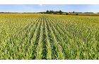Property photo 7 - LAND AUCTION - 130+/-ACRES OF PRODUCTIVE FARMLAND OFFERED IN 2 TRACTS IN ST JOSEPH COUNTY, INDIANA