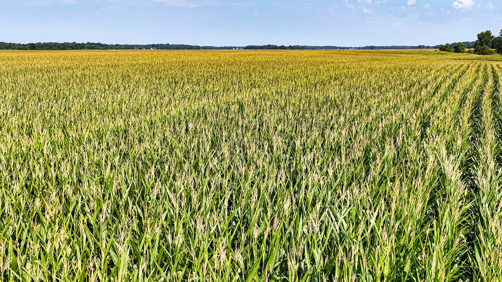 Property photo 8 - LAND AUCTION - 130+/-ACRES OF PRODUCTIVE FARMLAND OFFERED IN 2 TRACTS IN ST JOSEPH COUNTY, INDIANA